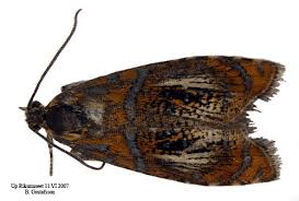 Attēlu rezultāti vaicājumam “Olethreutes arcuella”