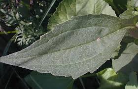 Image result for Rudbeckia fulgida