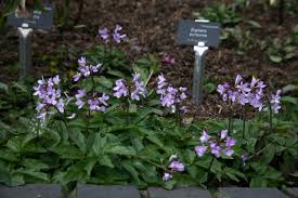 Attēlu rezultāti vaicājumam “Cardamine pratensis”