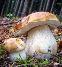 Attēlu rezultāti vaicājumam “Boletus edulis”