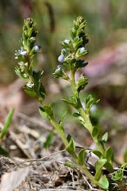 Attēlu rezultāti vaicājumam “Veronica serpyllifolia bud”