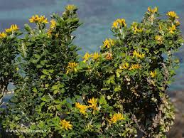 Attēlu rezultāti vaicājumam “Medicago”