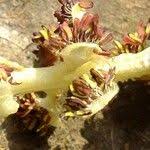 Attēlu rezultāti vaicājumam “Populus x canadensis fruit”