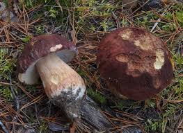 Attēlu rezultāti vaicājumam “Boletus pinophilus”