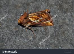 Attēlu rezultāti vaicājumam “Phymatopus hecta”