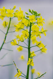 Attēlu rezultāti vaicājumam “Cruciferae”