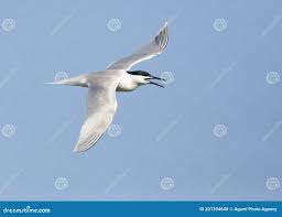 Attēlu rezultāti vaicājumam “Sterna sandvicensis adult”