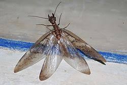 Attēlu rezultāti vaicājumam “Megaloptera”