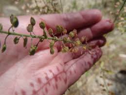 Attēlu rezultāti vaicājumam “Lepidium densiflorum bud”