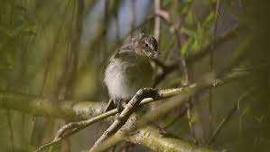 Attēlu rezultāti vaicājumam “Phylloscopus collybita adult”