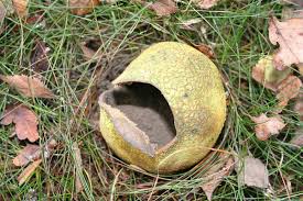 Attēlu rezultāti vaicājumam “Clastodermataceae”