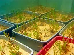 Attēlu rezultāti vaicājumam “Potamogeton perfoliatus fruit”