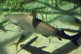 Image result for Carcharhinus acronotus