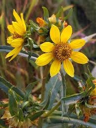 Attēlu rezultāti vaicājumam “Bidens cernua flower”