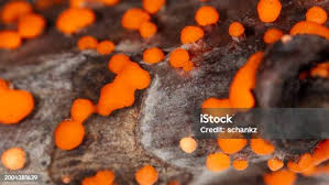 Attēlu rezultāti vaicājumam “Trichia botrytis”