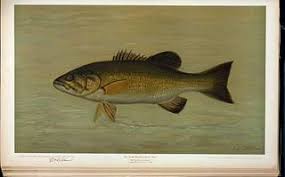 Image result for Micropterus