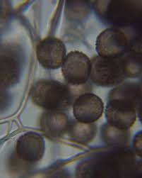 Attēlu rezultāti vaicājumam “Fuligo candida plasmodium”