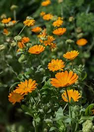 Attēlu rezultāti vaicājumam “Calendula officinalis leaf”