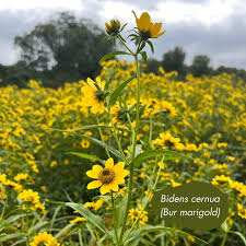 Attēlu rezultāti vaicājumam “Bidens cernua”