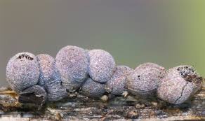 Attēlu rezultāti vaicājumam “Badhamia capsulifera var. arborea”