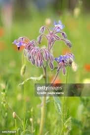 Attēlu rezultāti vaicājumam “Borago officinalis bud”