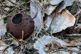 Attēlu rezultāti vaicājumam “Sarcosoma globosum”