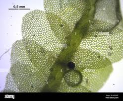 Attēlu rezultāti vaicājumam “Calypogeia”