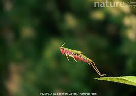 Attēlu rezultāti vaicājumam “Chortippus sp.”