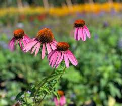 Image result for Echinacea purpurea