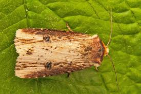 Attēlu rezultāti vaicājumam “Axylia putris”