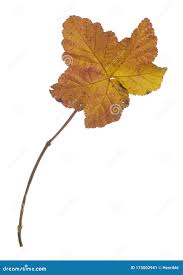 Attēlu rezultāti vaicājumam “Rubus chamaemorus leaf”