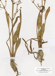 Attēlu rezultāti vaicājumam “Alisma gramineum flower”