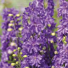 Image result for Delphinium
