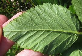 Attēlu rezultāti vaicājumam “Rubus plicatus”