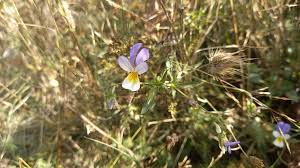 Attēlu rezultāti vaicājumam “Viola tricolor subsp. curtisii bud”