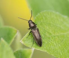 Attēlu rezultāti vaicājumam “Elateridae”