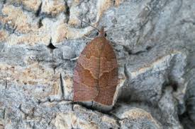 Attēlu rezultāti vaicājumam “Pandemis heparana”