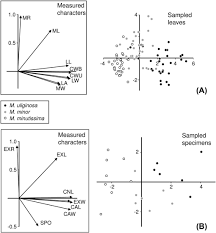 Attēlu rezultāti vaicājumam “Paludella squarrosa sporophyte”