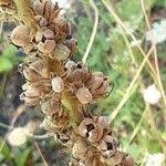 Image result for Verbascum phlomoides