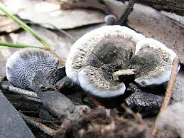 Attēlu rezultāti vaicājumam “Phellodon niger”