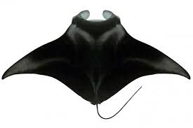 Image result for Mobula birostris