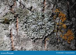 Attēlu rezultāti vaicājumam “Physconia distorta”