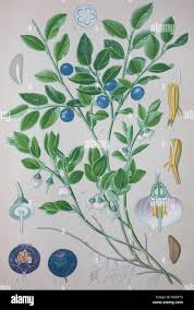 Bildergebnis für "Vaccinium myrtillus"