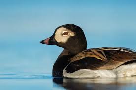 Attēlu rezultāti vaicājumam “Clangula hyemalis male”