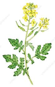 Attēlu rezultāti vaicājumam “Sinapis alba fruit”