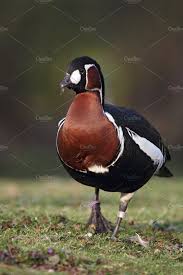 Attēlu rezultāti vaicājumam “Branta ruficollis”