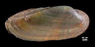 Attēlu rezultāti vaicājumam “Lignydium muscorum”