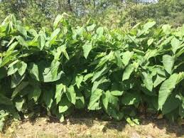 Attēlu rezultāti vaicājumam “Reynoutria sachalinensis”