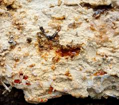 Attēlu rezultāti vaicājumam “Cystostereum murrayi”