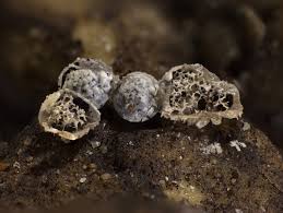 Attēlu rezultāti vaicājumam “Badhamia versicolor”